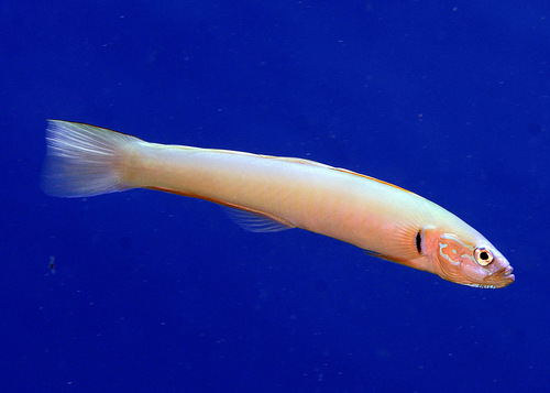 Blue gudgeon dartfish (Ptereleotris microlepis) — Microdesmidae — 3