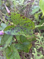 Ipomoea setifera