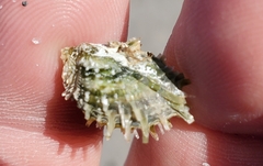 Pinctada longisquamosa