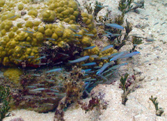 Ptereleotris microlepis