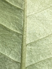 Planchonella obovata