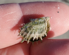 Pinctada longisquamosa