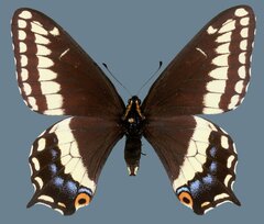 Papilio indra