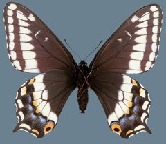 Papilio indra