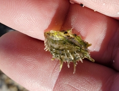 Pinctada longisquamosa