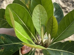 Planchonella obovata