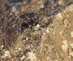 Liophrurillus flavitarsis