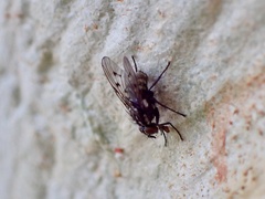 Anthomyia punctipennis