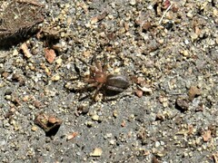 Phrurolithus