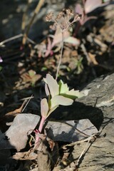 Hylotelephium telephioides