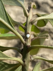 Planchonella obovata