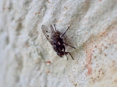 Anthomyia punctipennis