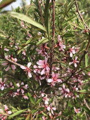 Prunus tenella