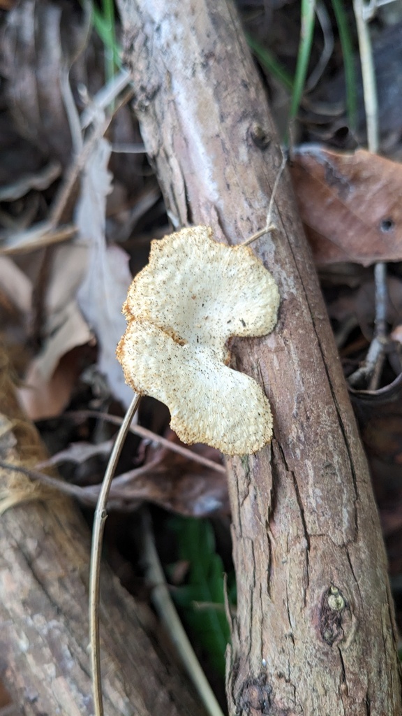 Neofavolus alveolaris · January 2023 · photo: © atsushi_nakajima_cirque (iNaturalist, cc-by)