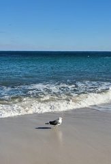Larus fuscus graellsii