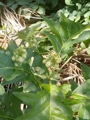 Solanum bonariense