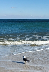 Larus fuscus graellsii