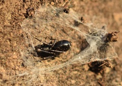 Liophrurillus flavitarsis