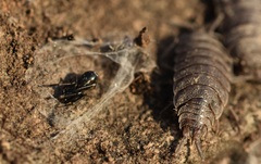 Liophrurillus flavitarsis