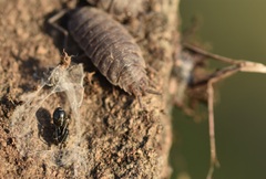 Liophrurillus flavitarsis
