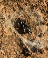 Liophrurillus flavitarsis