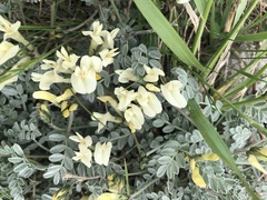 Astragalus permiensis