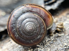 Helminthoglypta dupetithouarsi