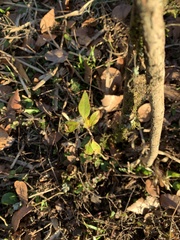 Forestiera acuminata