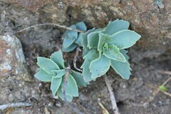 Hylotelephium telephioides