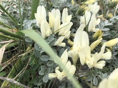 Astragalus permiensis