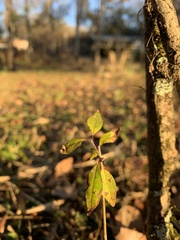 Forestiera acuminata