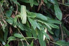 Alpinia zerumbet