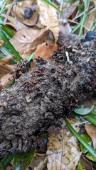 Xylobolus spectabilis