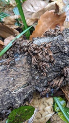 Xylobolus spectabilis