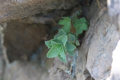 Hylotelephium telephioides