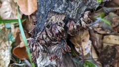 Xylobolus spectabilis