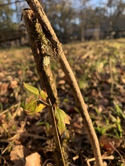 Forestiera acuminata