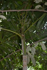 Ptychosperma elegans