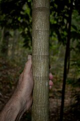 Ptychosperma elegans