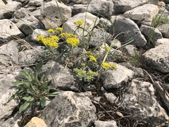 Odontarrhena tortuosa