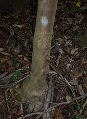 Ptychosperma elegans