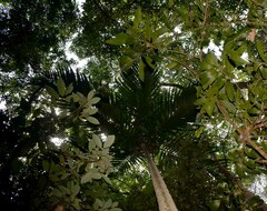 Ptychosperma elegans