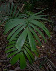 Ptychosperma elegans