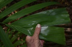 Ptychosperma elegans