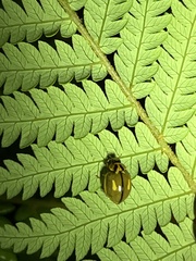 Harmonia antipoda