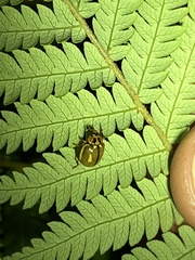 Harmonia antipoda