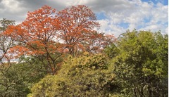 Erythrina poeppigiana