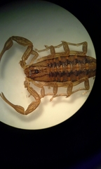 Centruroides limpidus