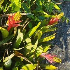 Aechmea nudicaulis