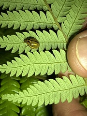 Harmonia antipoda